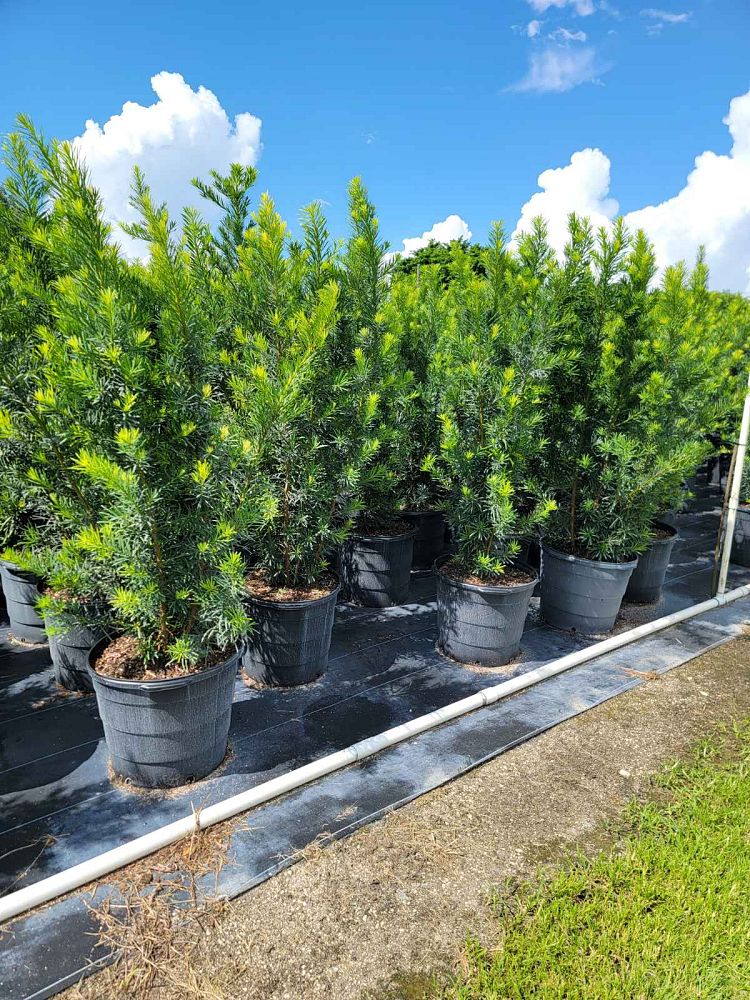 podocarpus-macrophyllus-japanese-yew