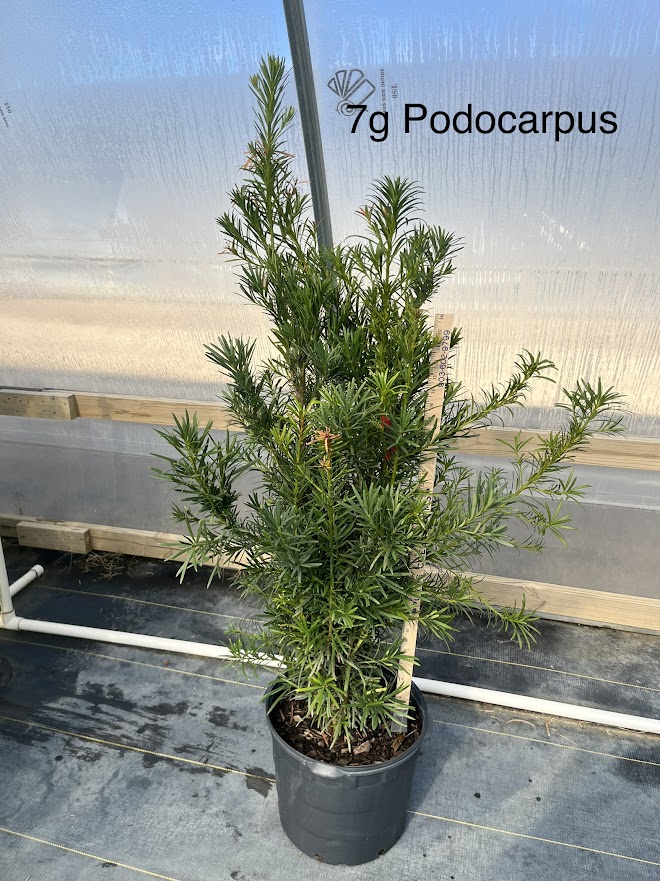 podocarpus-macrophyllus-japanese-yew