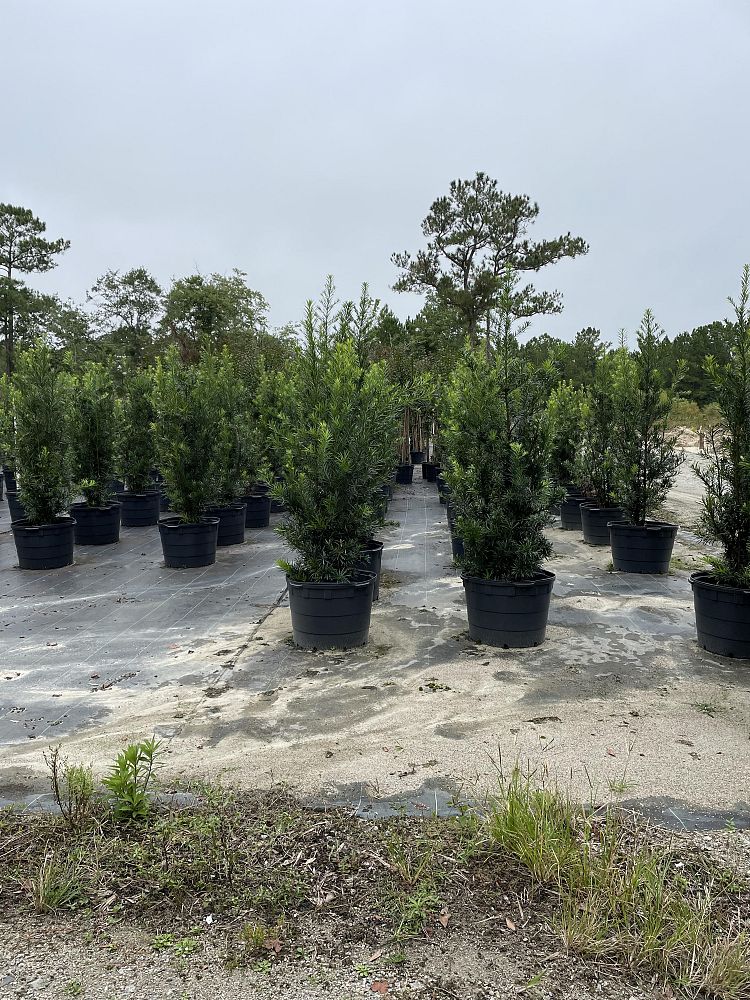 podocarpus-macrophyllus-japanese-yew