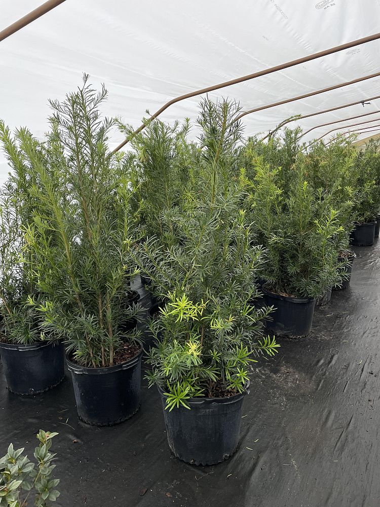 podocarpus-macrophyllus-japanese-yew