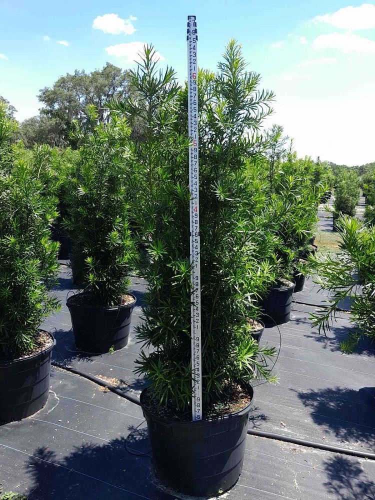 podocarpus-macrophyllus-japanese-yew