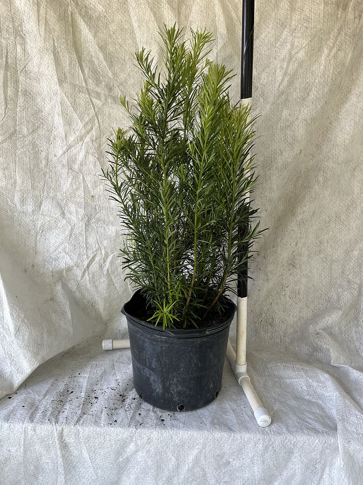 podocarpus-macrophyllus-japanese-yew