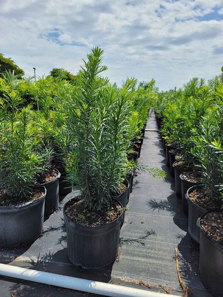 podocarpus-macrophyllus-japanese-yew