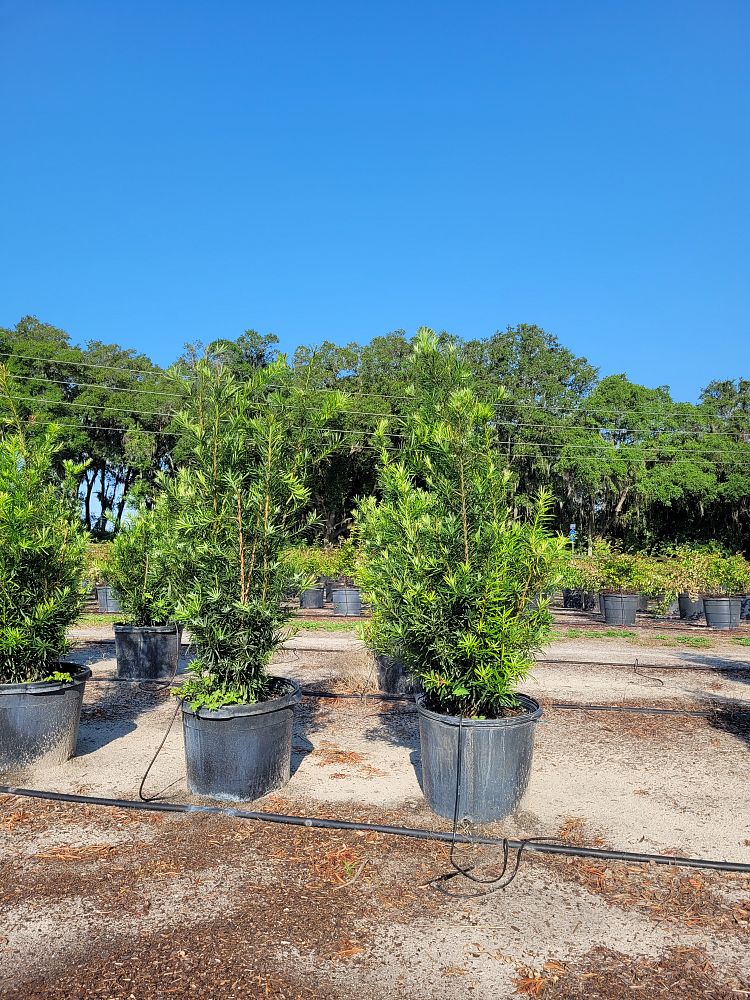 podocarpus-macrophyllus-japanese-yew