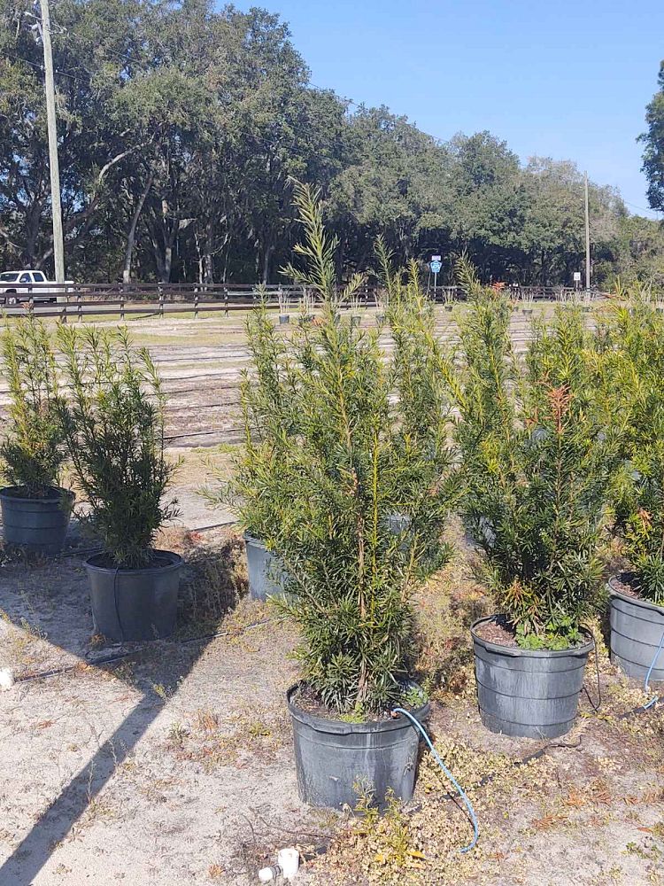 podocarpus-macrophyllus-japanese-yew