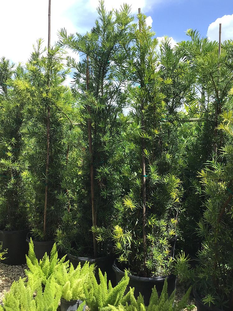 podocarpus-macrophyllus-japanese-yew
