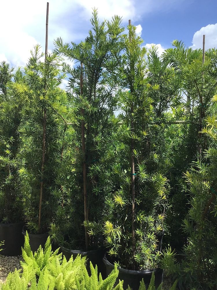 podocarpus-macrophyllus-japanese-yew