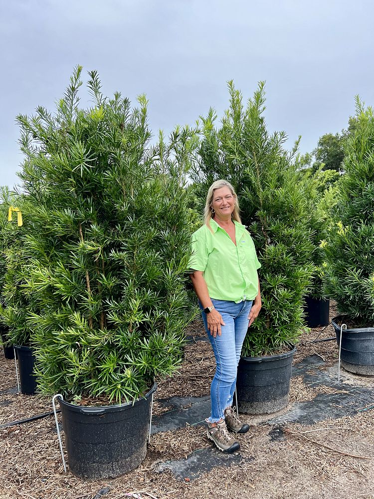 podocarpus-macrophyllus-japanese-yew