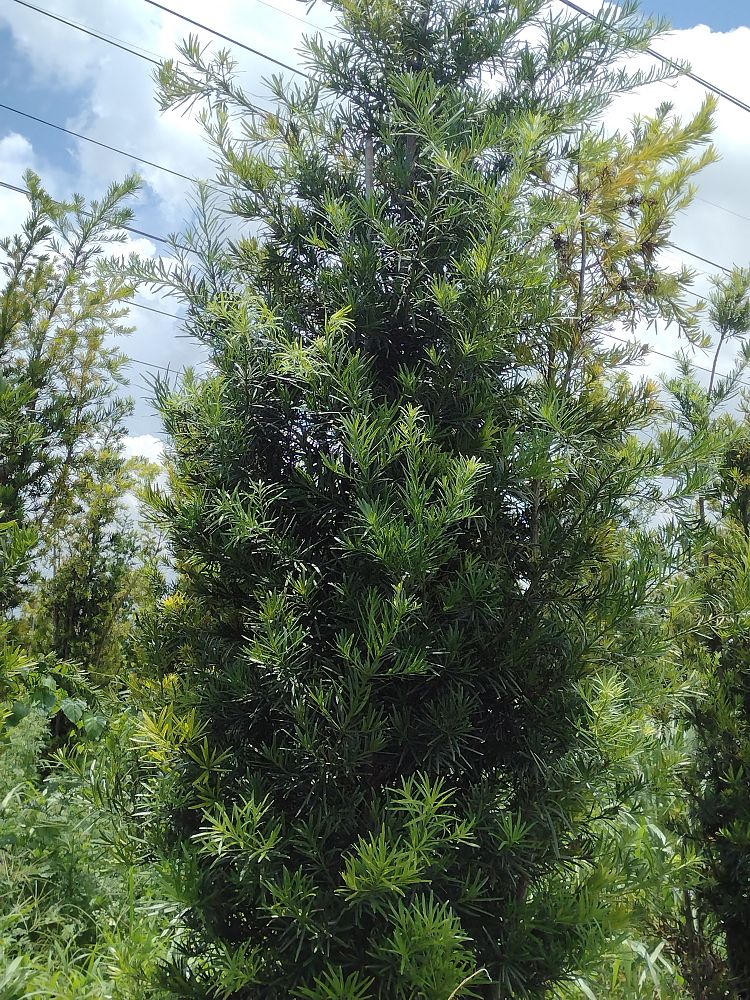 podocarpus-macrophyllus-japanese-yew