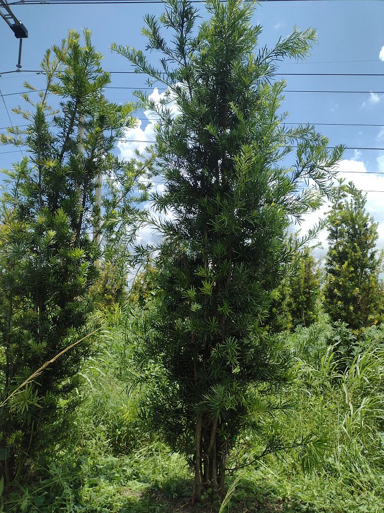 podocarpus-macrophyllus-japanese-yew