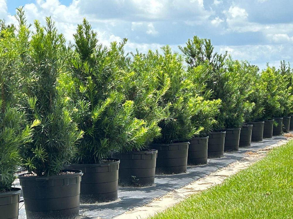 podocarpus-macrophyllus-japanese-yew