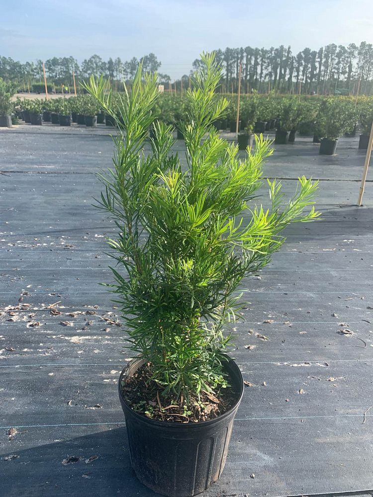 podocarpus-macrophyllus-japanese-yew