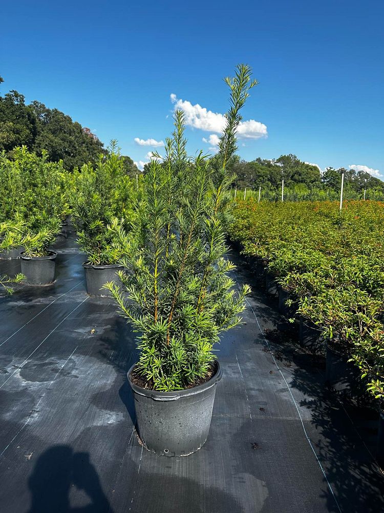podocarpus-macrophyllus-japanese-yew