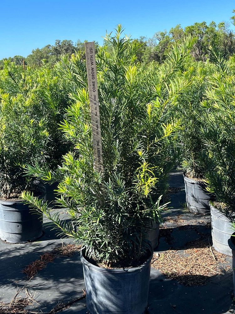 podocarpus-macrophyllus-japanese-yew