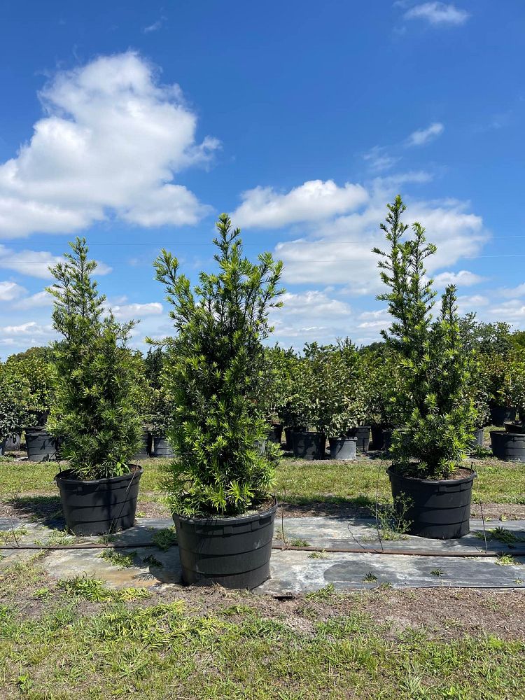 podocarpus-macrophyllus-japanese-yew