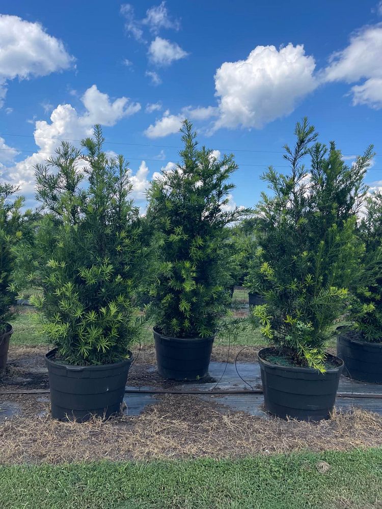 podocarpus-macrophyllus-japanese-yew