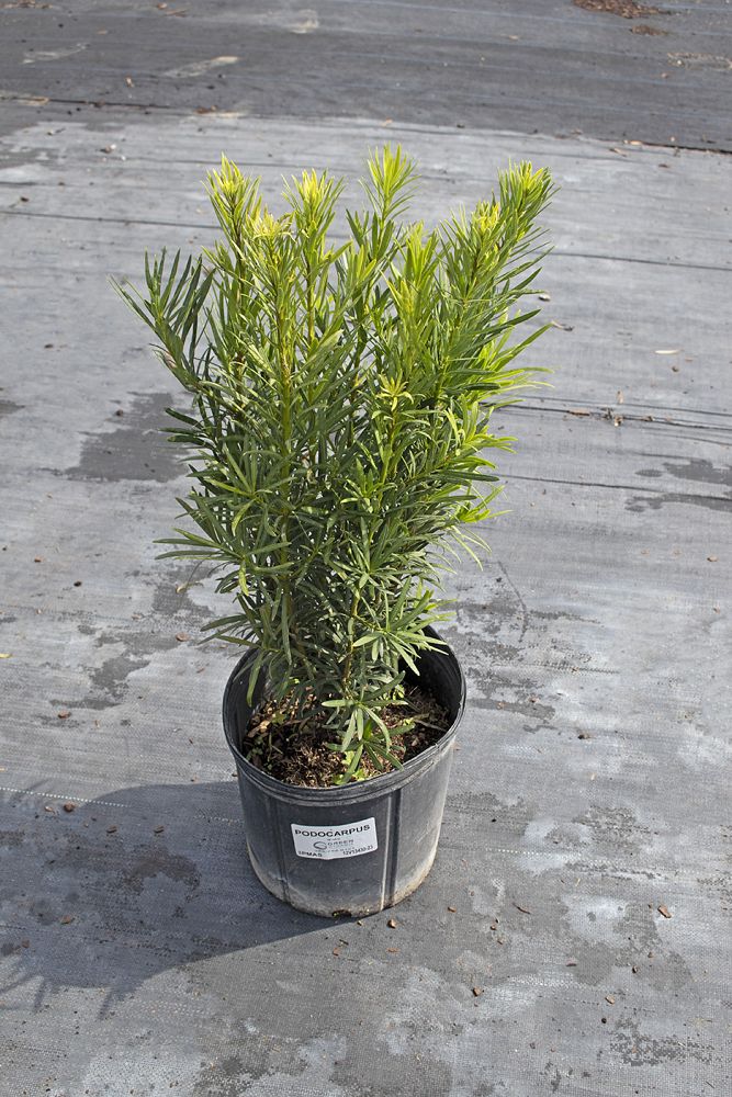 podocarpus-macrophyllus-japanese-yew
