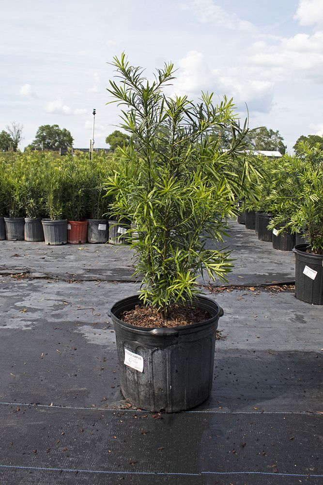podocarpus-macrophyllus-japanese-yew
