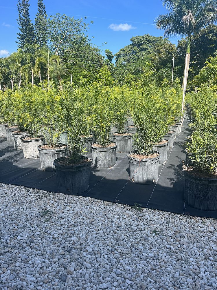 podocarpus-macrophyllus-japanese-yew