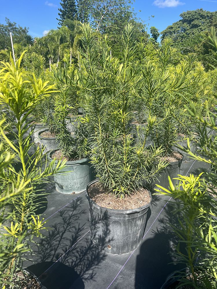 podocarpus-macrophyllus-japanese-yew
