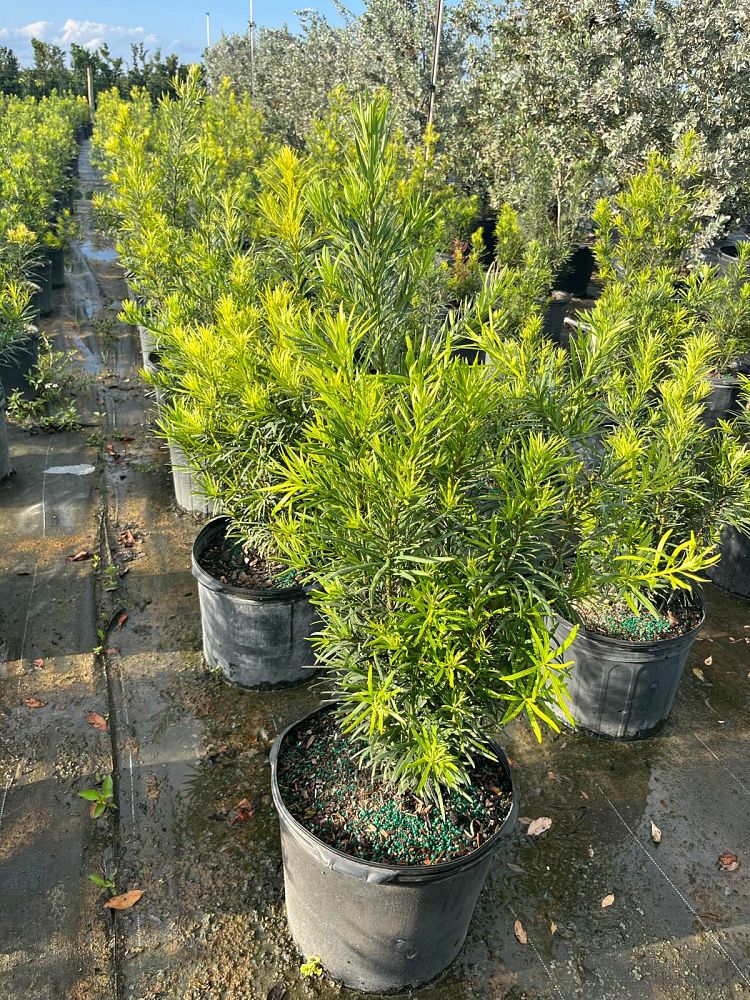 podocarpus-macrophyllus-japanese-yew