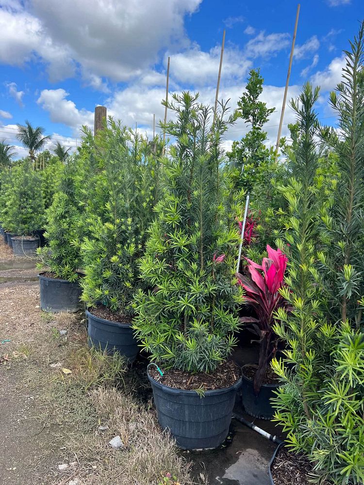 podocarpus-macrophyllus-japanese-yew