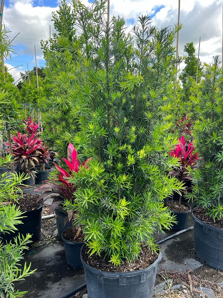 podocarpus-macrophyllus-japanese-yew