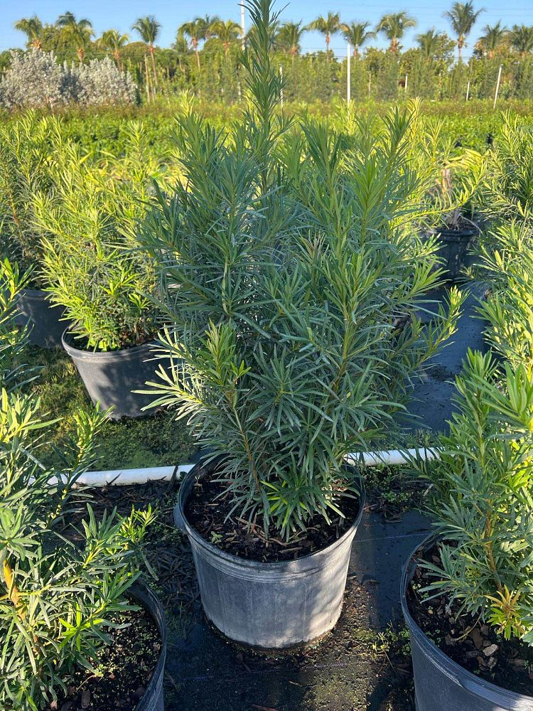 podocarpus-macrophyllus-japanese-yew