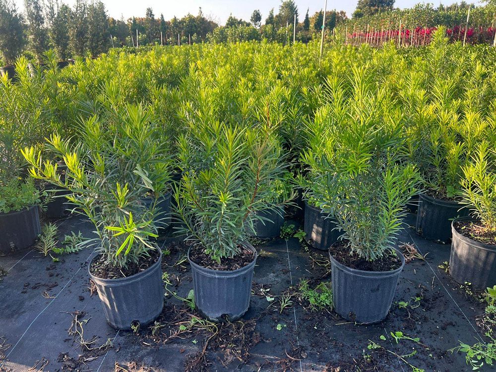 podocarpus-macrophyllus-japanese-yew