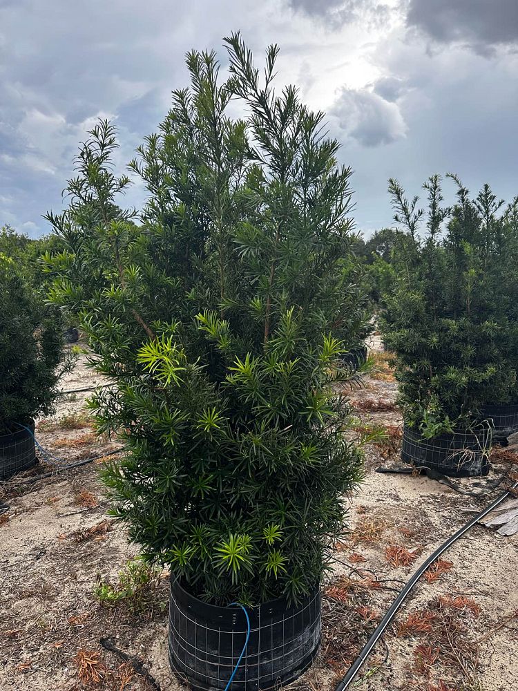 podocarpus-macrophyllus-japanese-yew