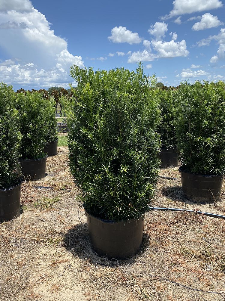 podocarpus-macrophyllus-japanese-yew