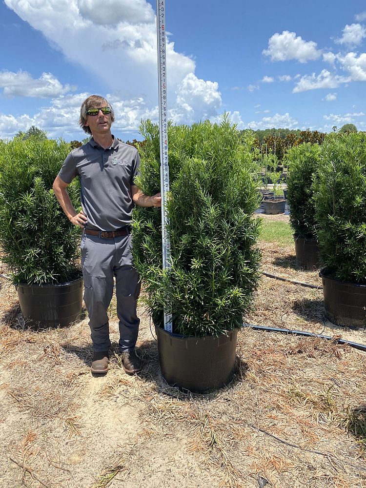 podocarpus-macrophyllus-japanese-yew