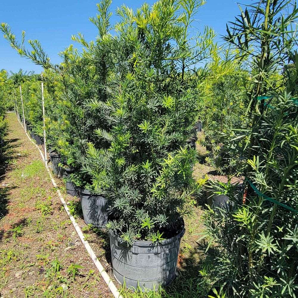 podocarpus-macrophyllus-japanese-yew