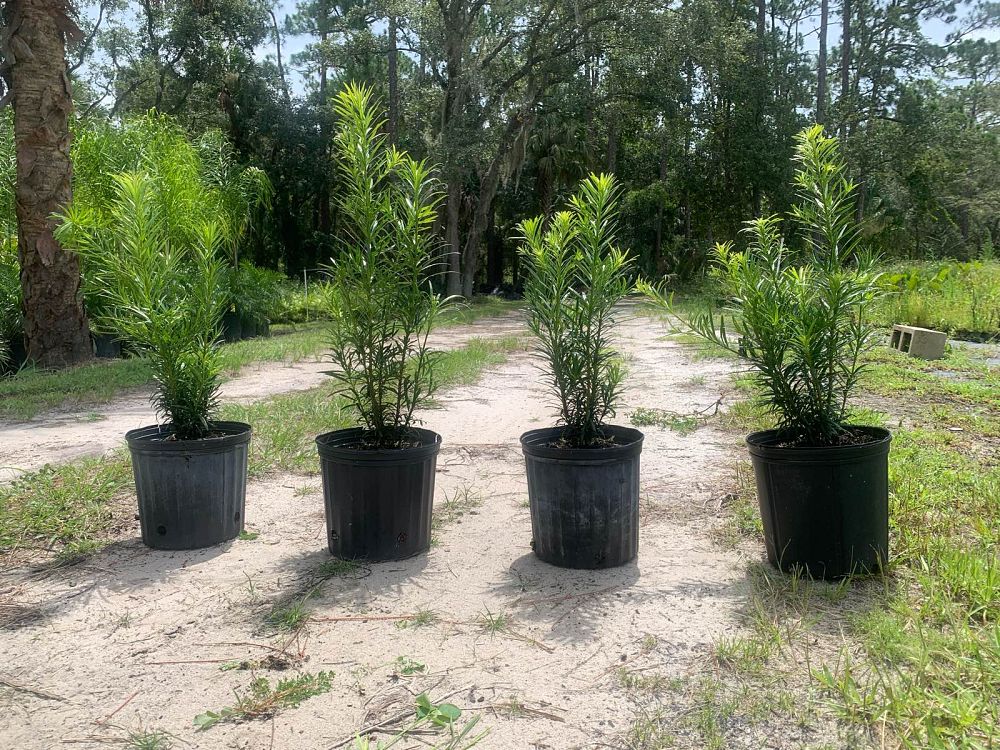 podocarpus-macrophyllus-japanese-yew