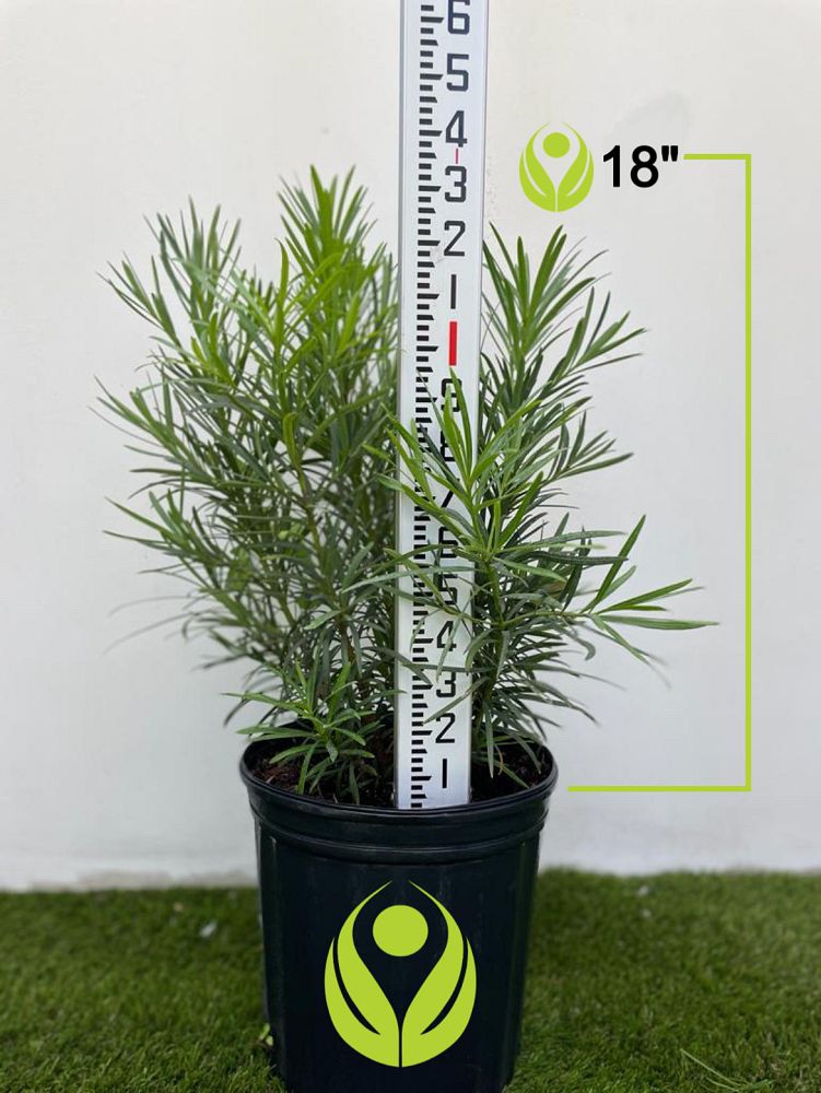 podocarpus-macrophyllus-japanese-yew