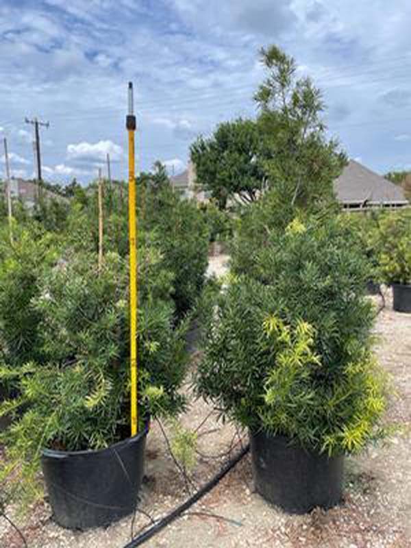 podocarpus-macrophyllus-japanese-yew