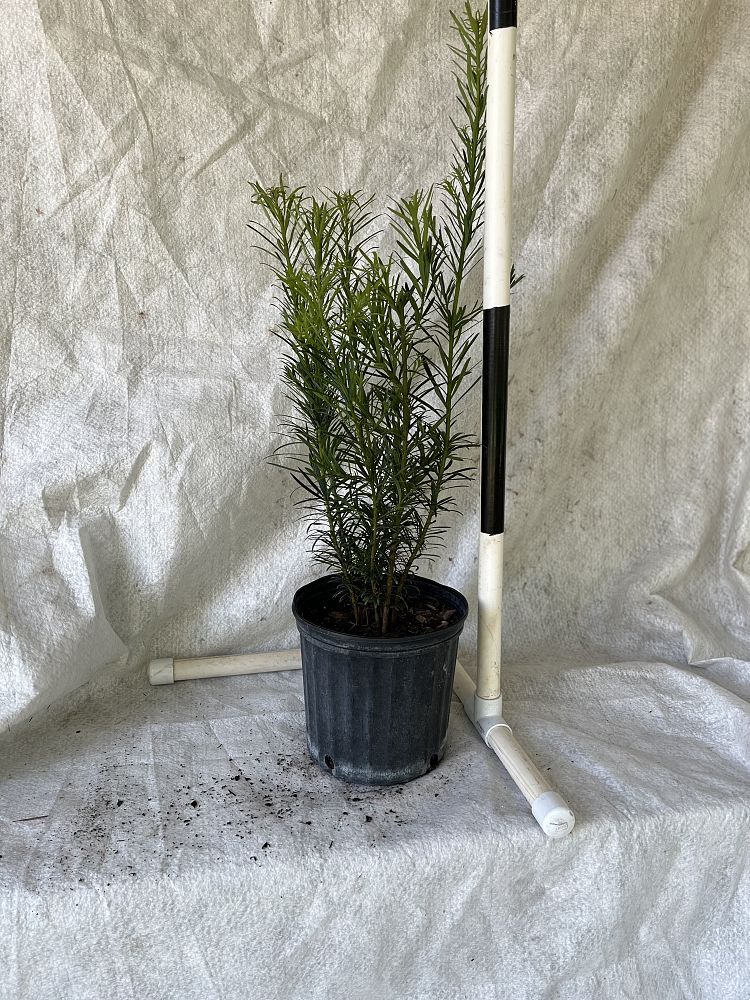 podocarpus-macrophyllus-japanese-yew