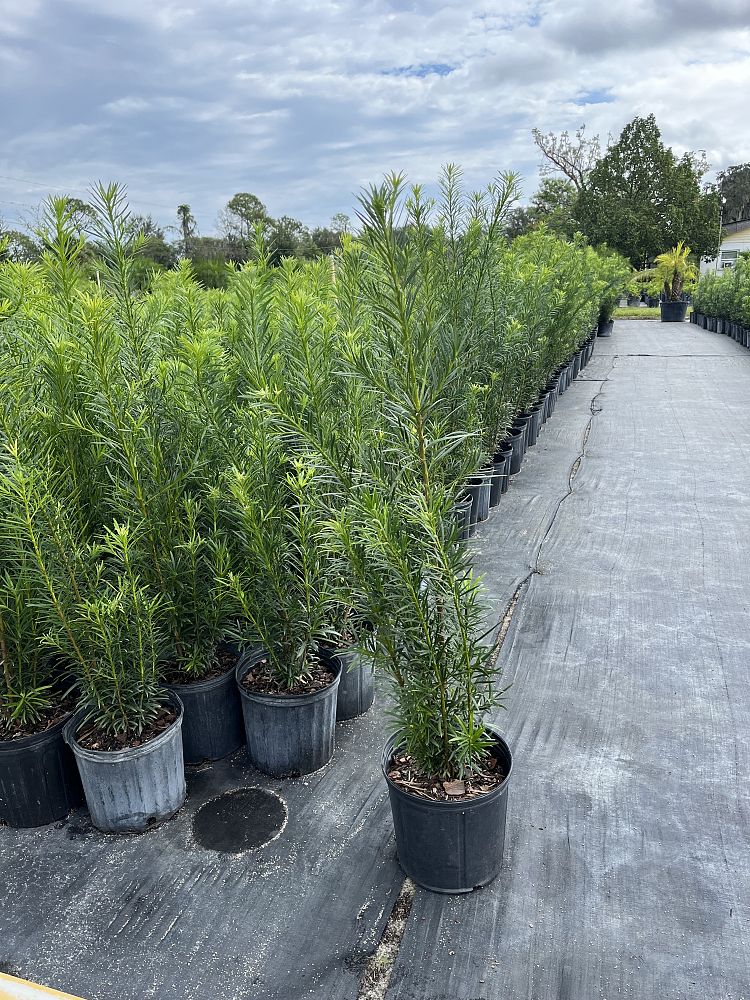 podocarpus-macrophyllus-japanese-yew