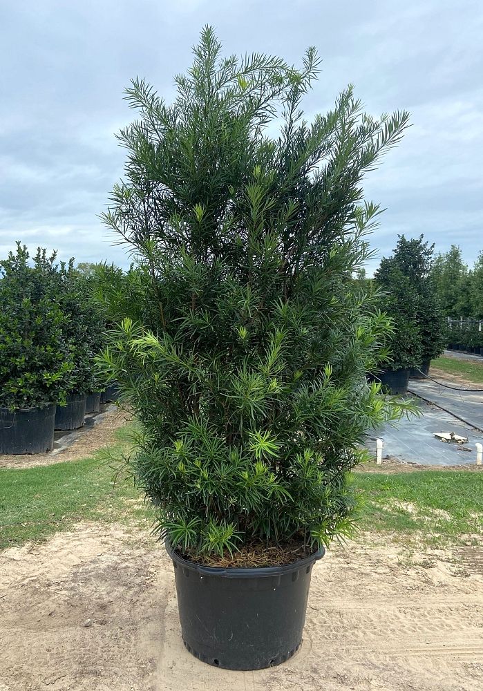 podocarpus-macrophyllus-japanese-yew