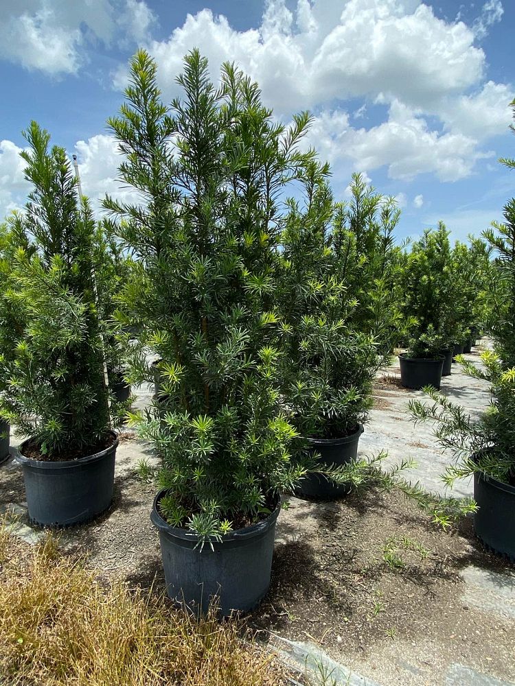 podocarpus-macrophyllus-japanese-yew