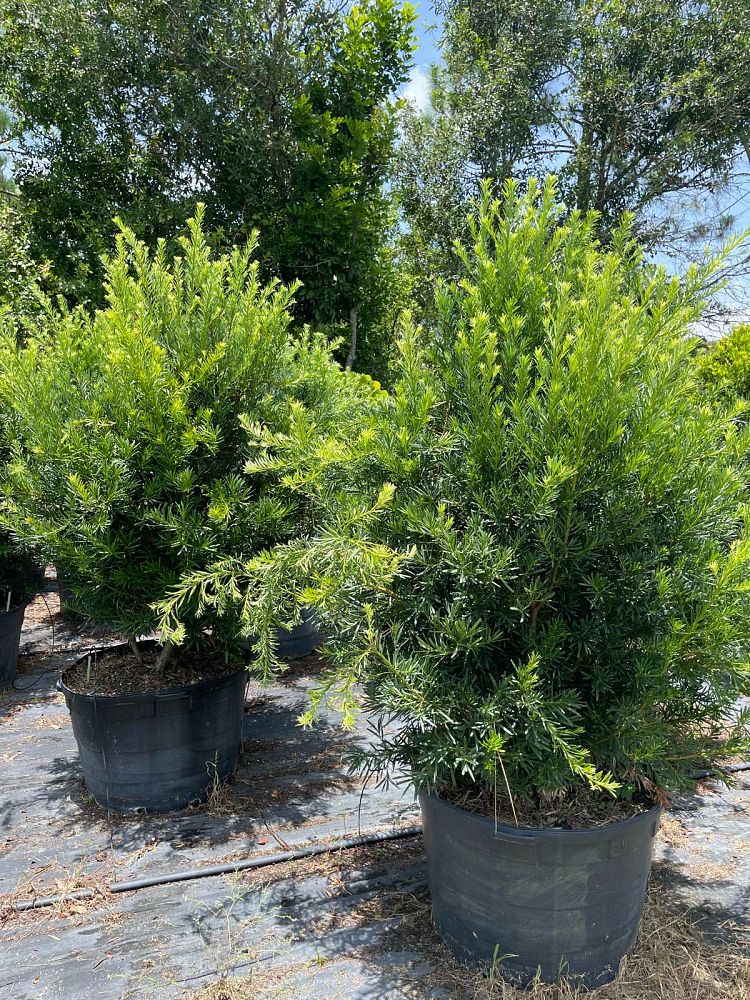 podocarpus-macrophyllus-japanese-yew