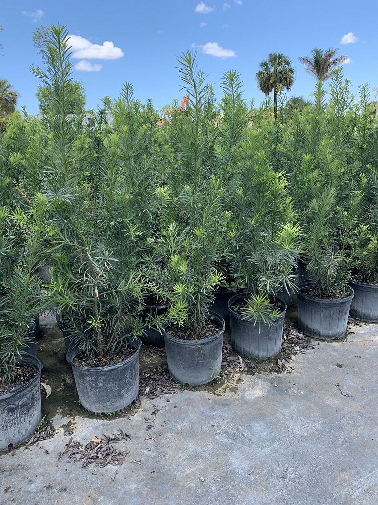 podocarpus-macrophyllus-japanese-yew