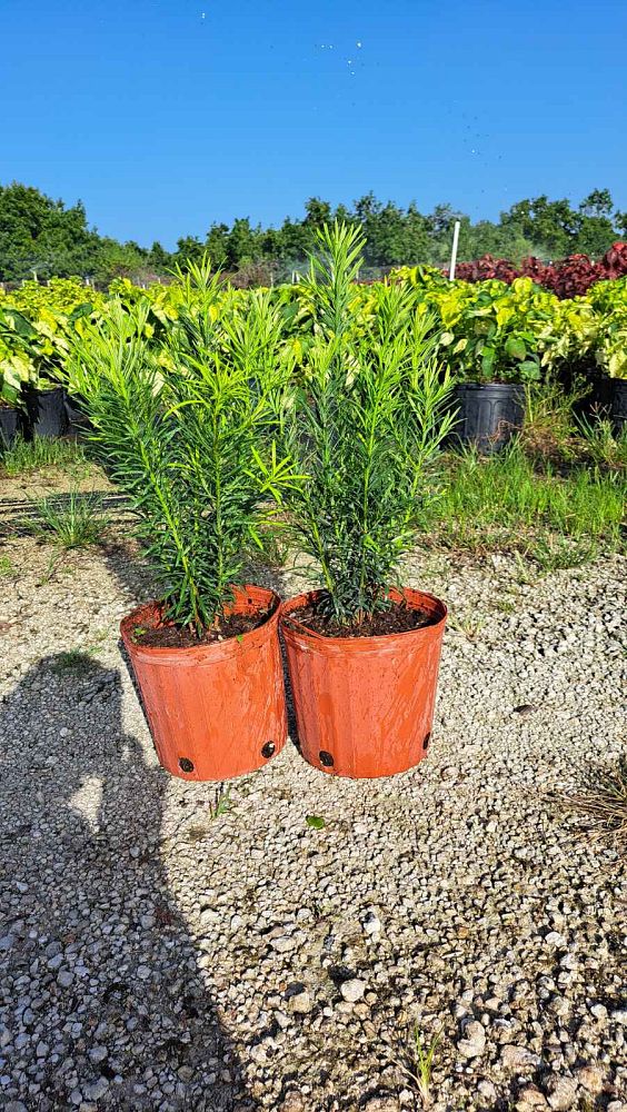 podocarpus-macrophyllus-japanese-yew