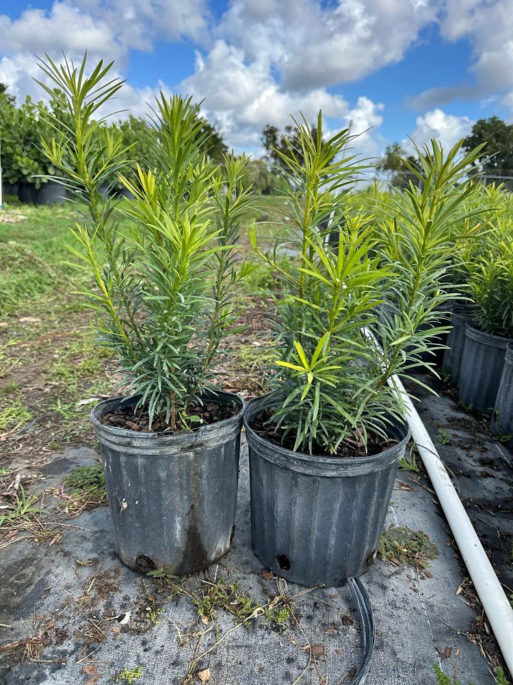 podocarpus-macrophyllus-japanese-yew