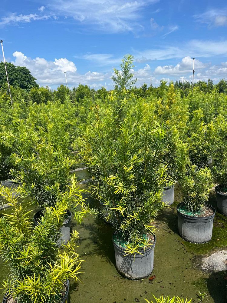 podocarpus-macrophyllus-japanese-yew