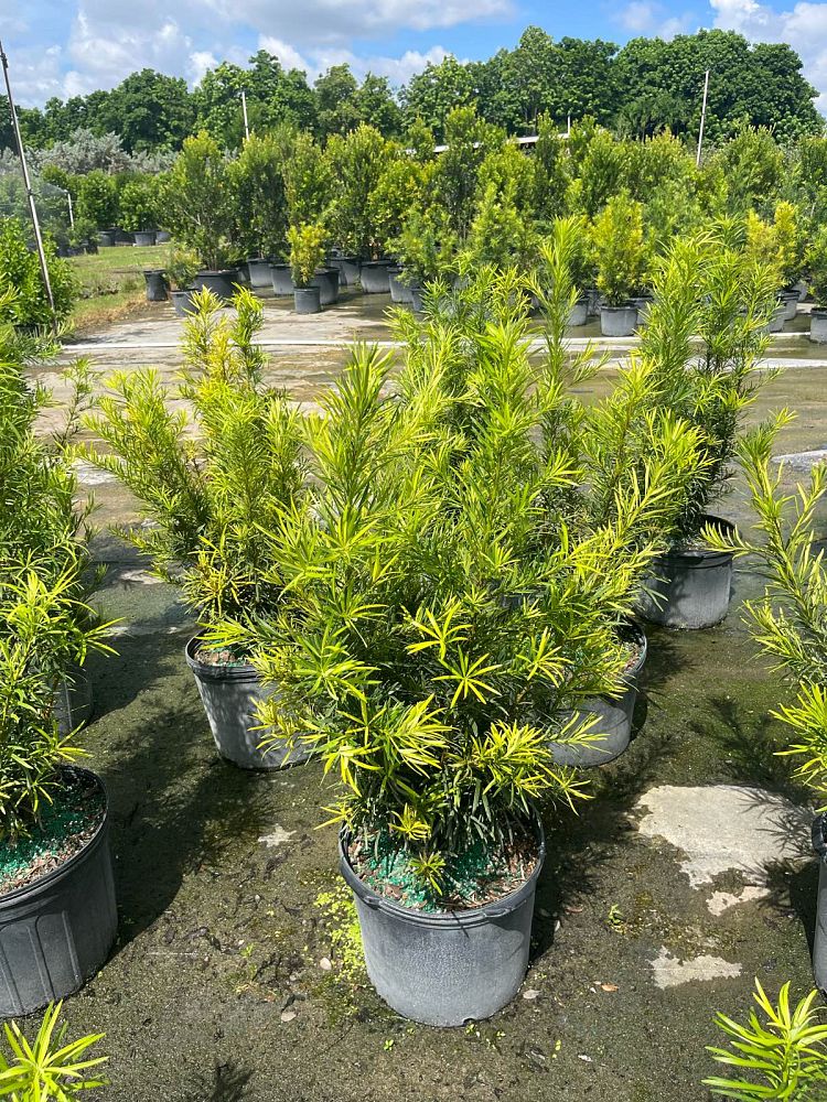 podocarpus-macrophyllus-japanese-yew