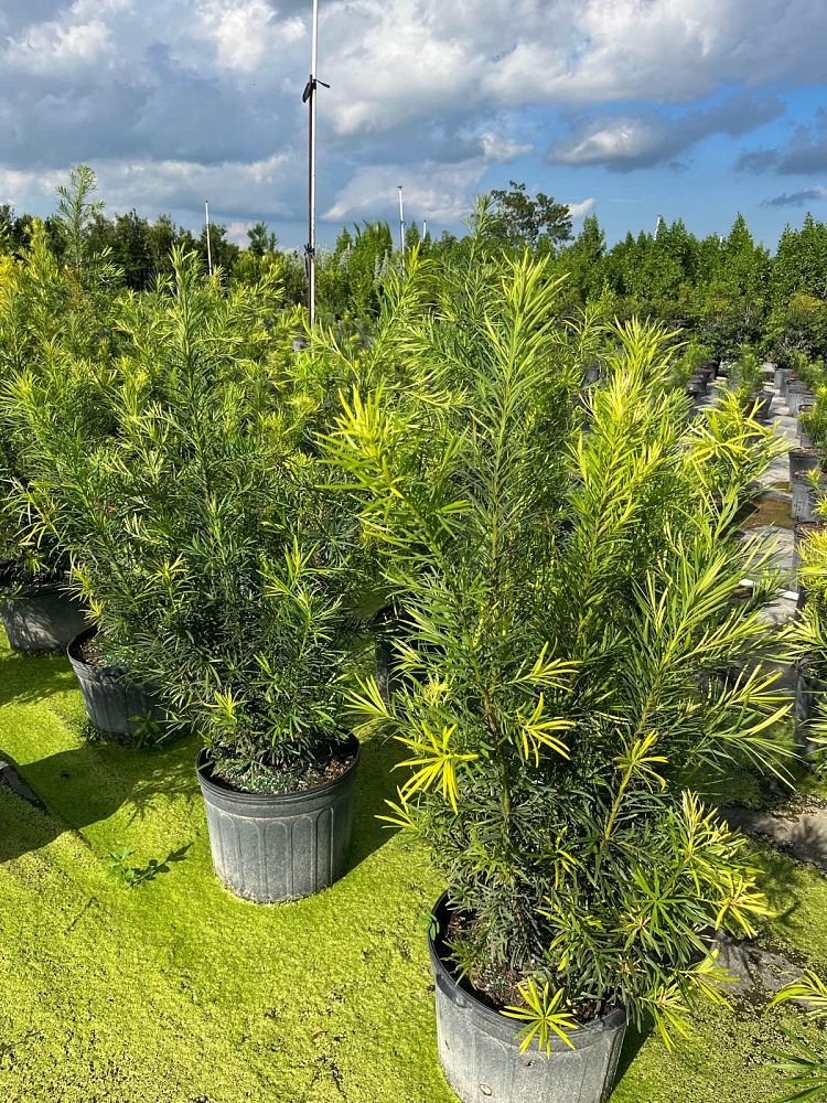podocarpus-macrophyllus-japanese-yew