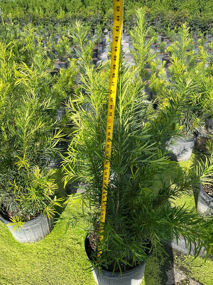podocarpus-macrophyllus-japanese-yew