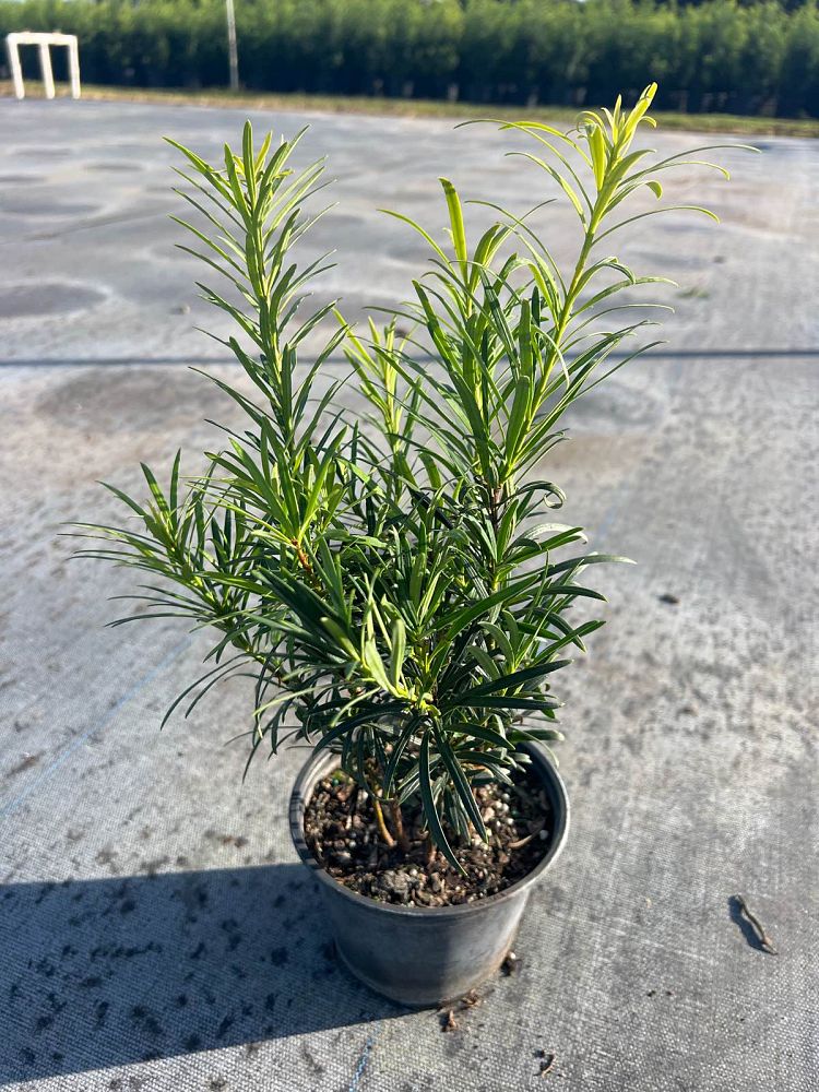 podocarpus-macrophyllus-japanese-yew