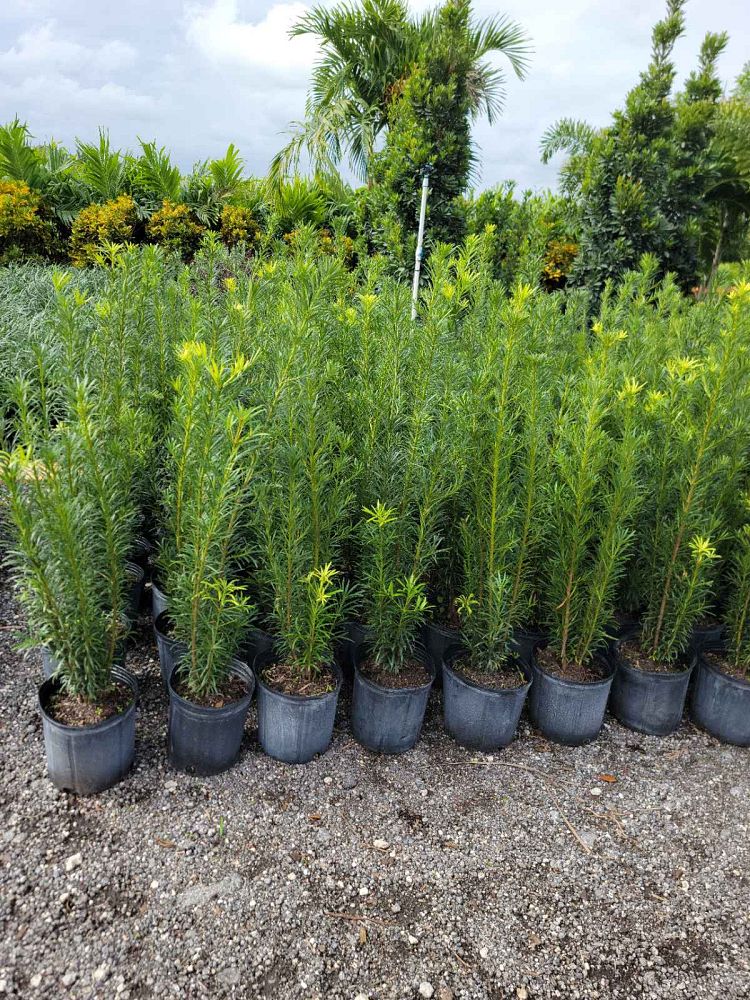 podocarpus-macrophyllus-japanese-yew
